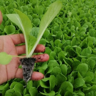 鸿阳50白菜苗，自己的育苗基地，一手货源欢迎来基地考察