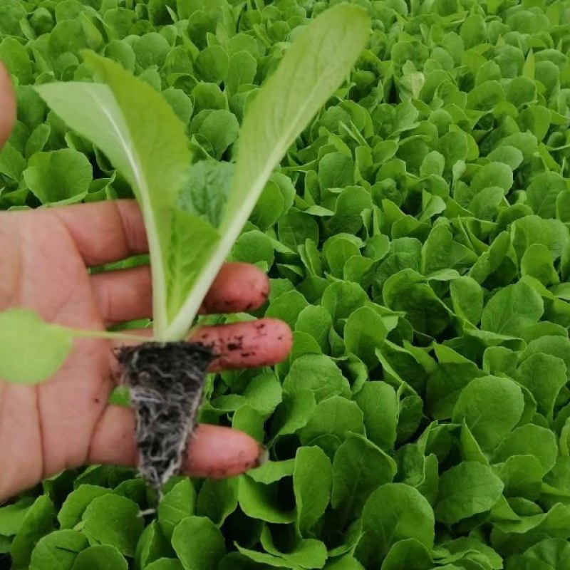鸿阳50白菜苗，自己的育苗基地，一手货源欢迎来基地考察