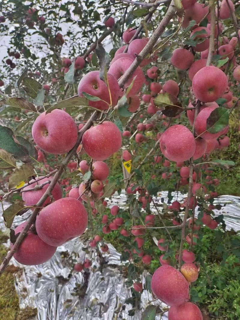 昭通丑苹果