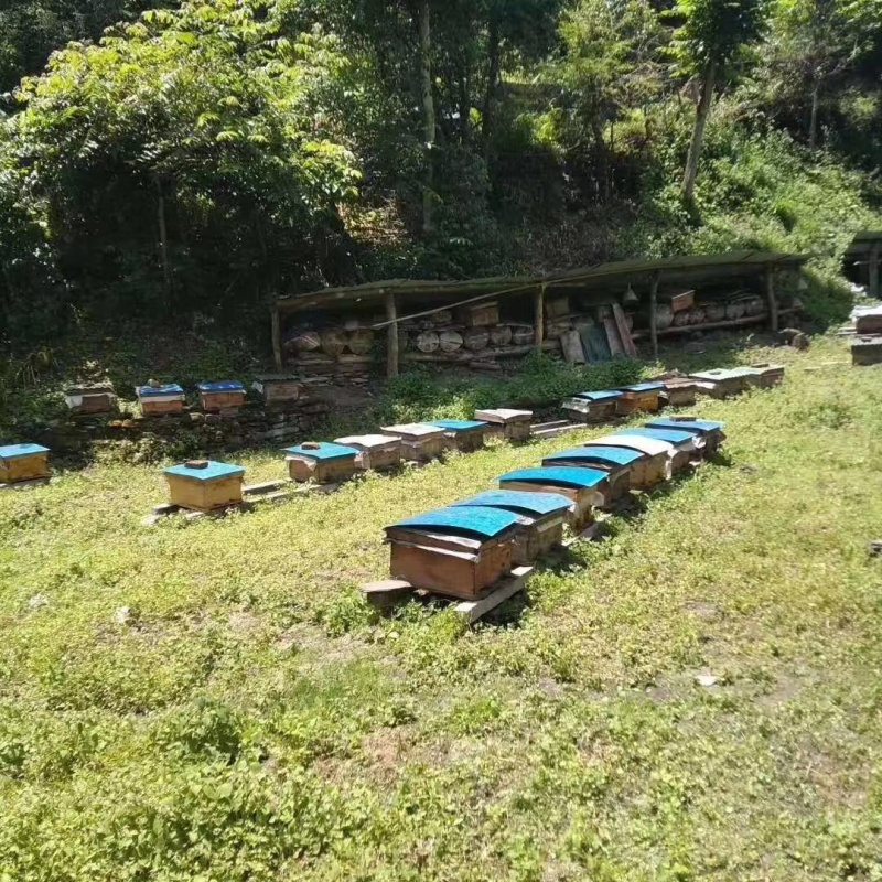 阿坝州茂县自然保护区农家百花蜜，土蜂蜜，一年只取一次蜜