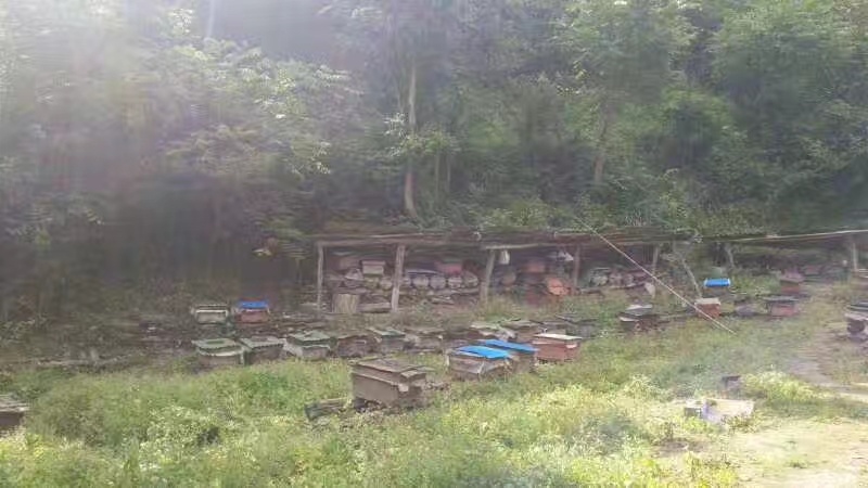 阿坝州茂县自然保护区农家百花蜜，土蜂蜜，一年只取一次蜜