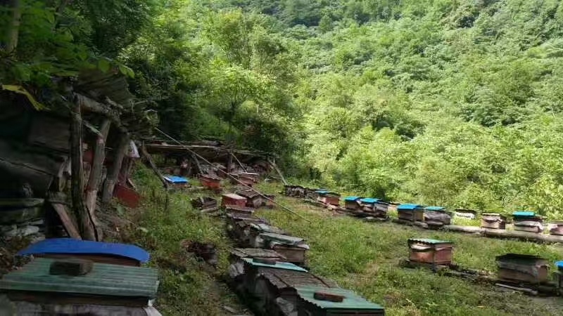 阿坝州茂县自然保护区农家百花蜜，土蜂蜜，一年只取一次蜜