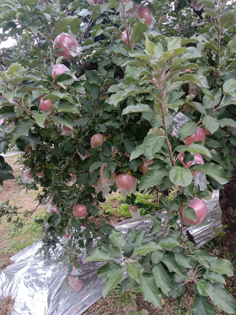 代收的代卖红富士冰糖心苹果