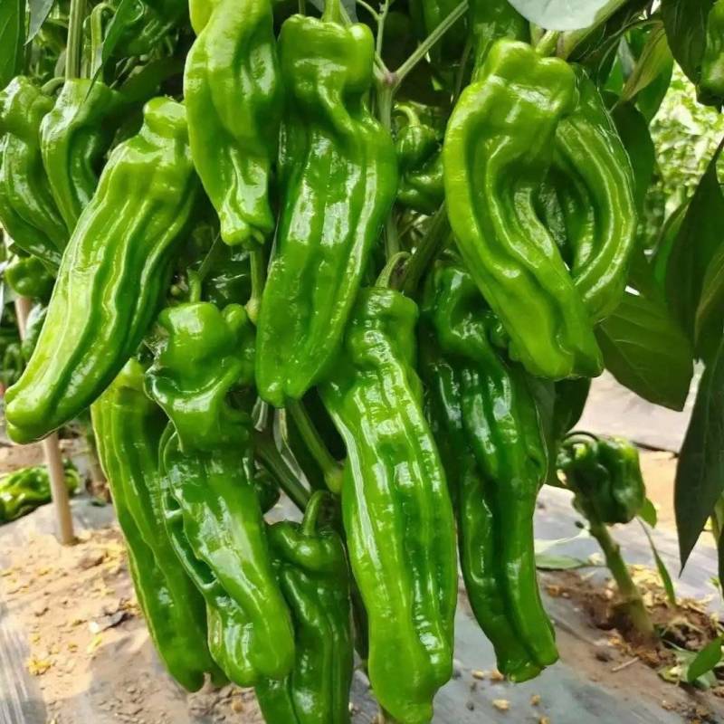 精品苏椒鲜辣椒货源充足量大从优质量保证诚信经营
