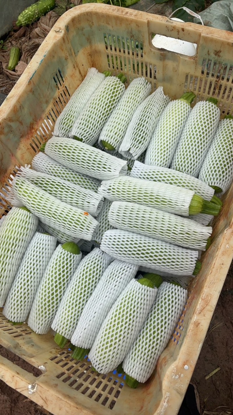 绿皮，西葫芦四川又名三月瓜