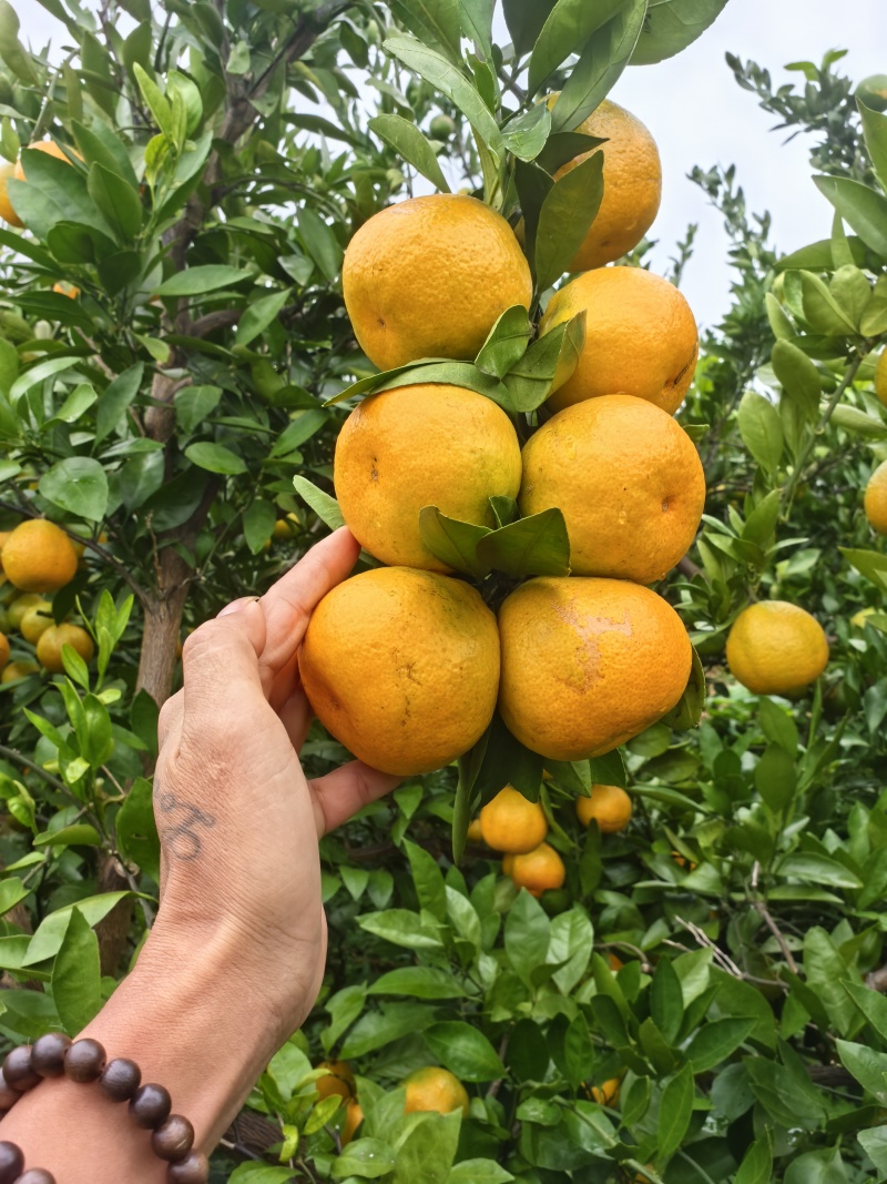 湖北高山密橘，酸甜可口多汁薄皮儿。产地直发，