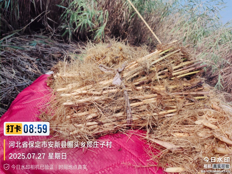 白洋淀野生芦苇苗，大量批发，根系发达粗壮
