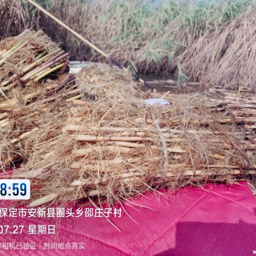 白洋淀野生芦苇苗，大量批发，根系发达粗壮
