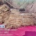 白洋淀野生芦苇苗，大量批发，根系发达粗壮