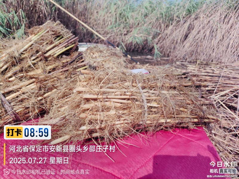 白洋淀野生芦苇苗，大量批发，根系发达粗壮