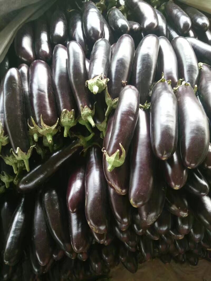 茄子