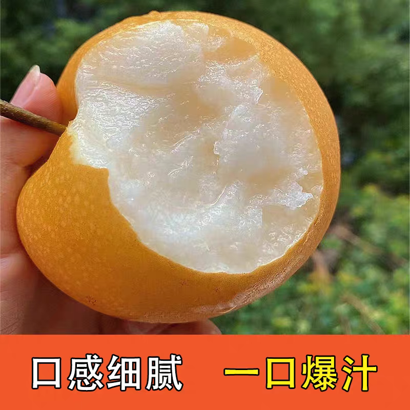 秋月梨现摘现发