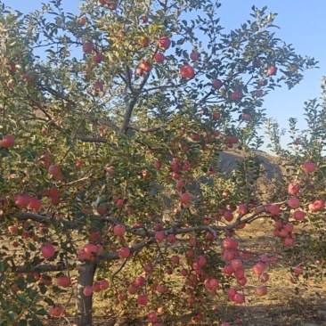 米脂山地苹果