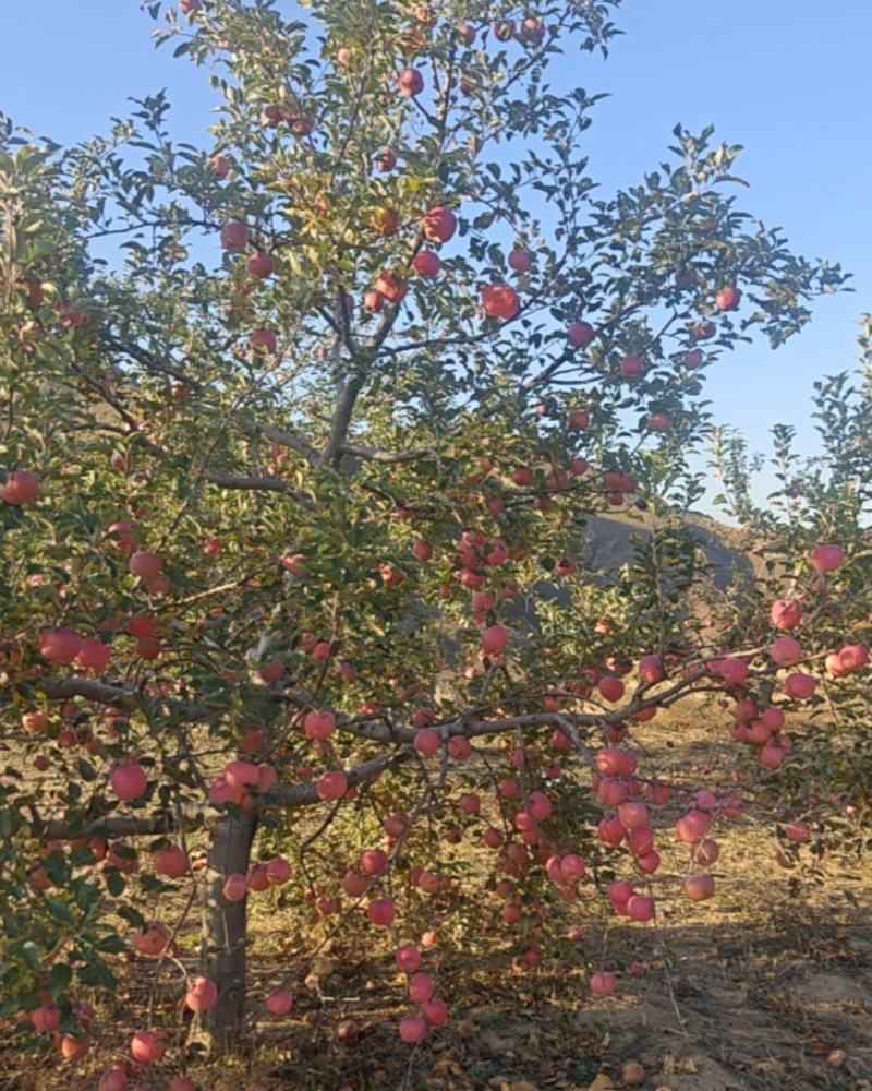 米脂山地苹果