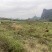 荔浦基地供应正宗荔浦芋头种子大基地种子靠谱