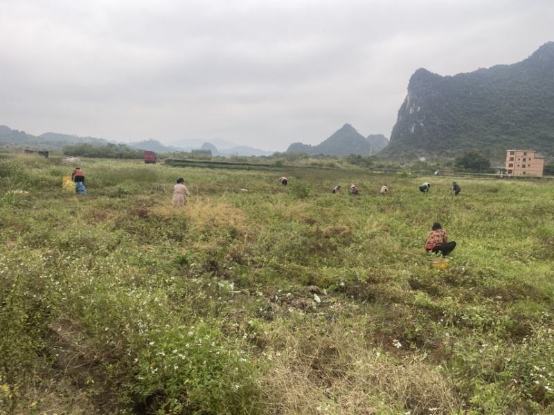 荔浦基地供应正宗荔浦芋头种子大基地种子靠谱
