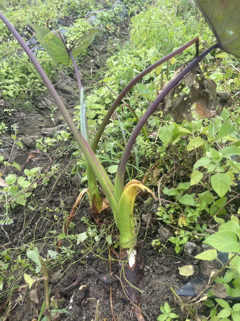 荔浦基地供应正宗荔浦芋头种子大基地种子靠谱