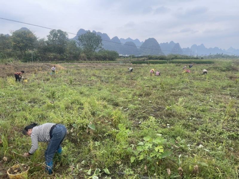 荔浦基地供应正宗荔浦芋头种子大基地种子靠谱