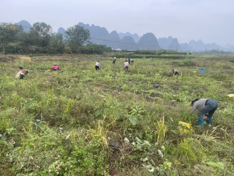 荔浦基地供应正宗荔浦芋头种子大基地种子靠谱