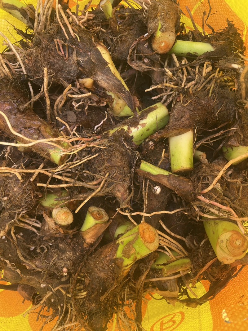 荔浦基地供应正宗荔浦芋头种子大基地种子靠谱