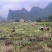 荔浦基地供应正宗荔浦芋头种子大基地种子靠谱