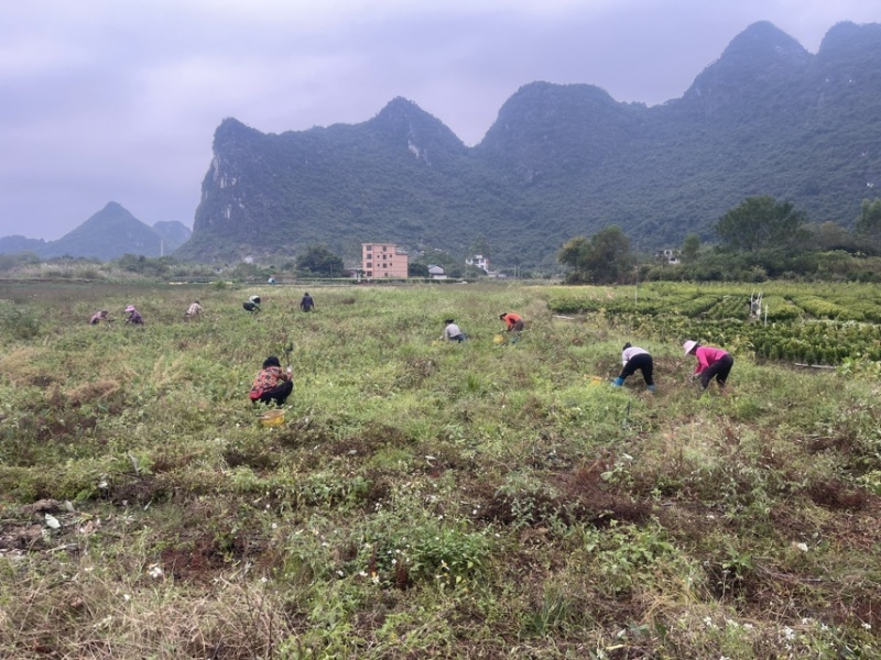 荔浦基地供应正宗荔浦芋头种子大基地种子靠谱
