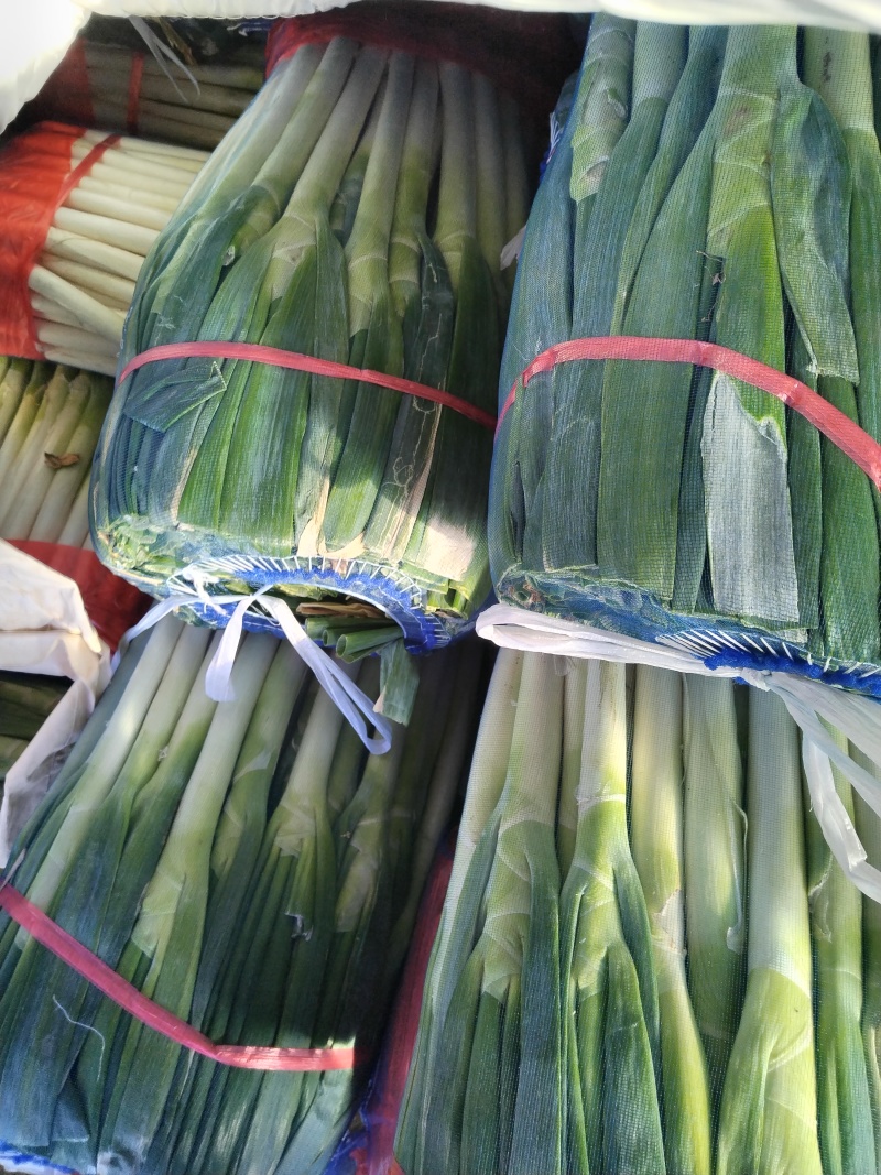 内蒙大葱