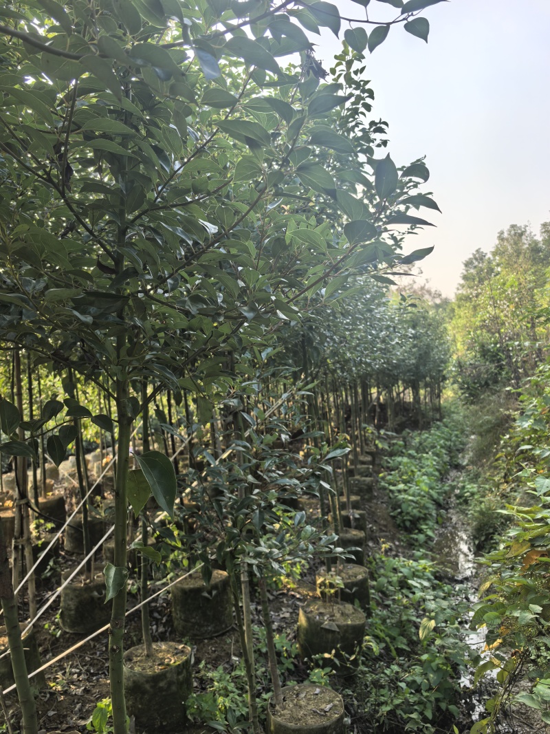 香樟袋苗