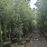 香樟袋苗