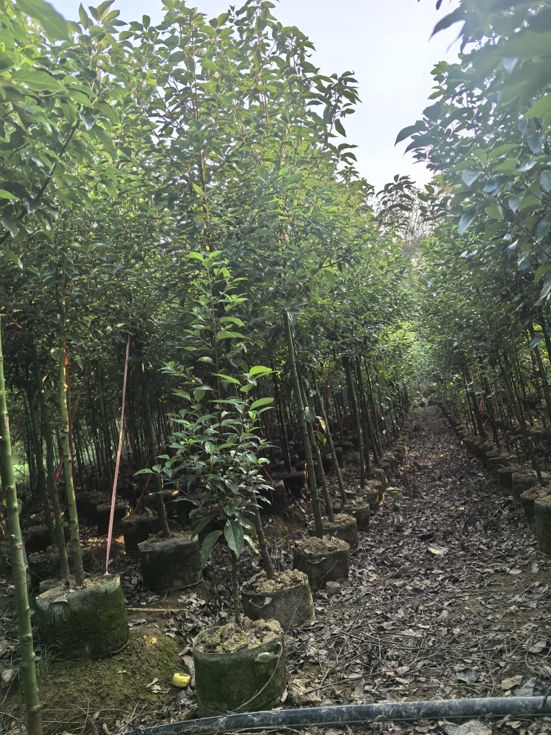 香樟袋苗