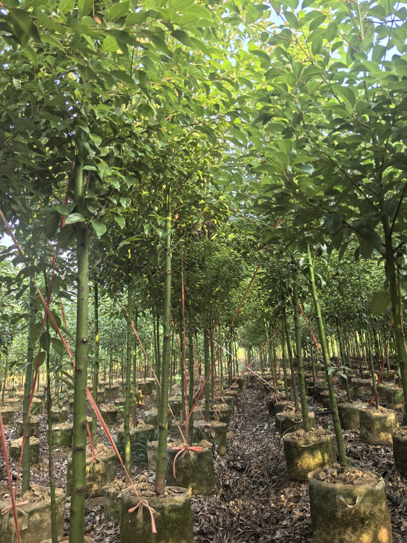 香樟袋苗