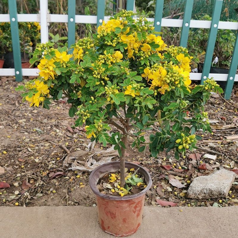 黄金挴苗：又叫黄槐，灌木型品种，金黄的花开满树枝像似腊梅