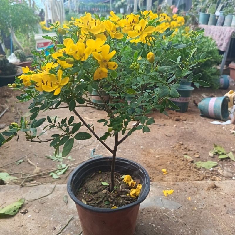 黄金挴苗：又叫黄槐，灌木型品种，金黄的花开满树枝像似腊梅
