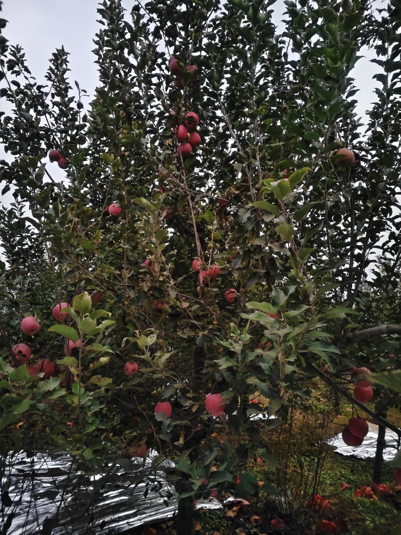 精品红富士苹果