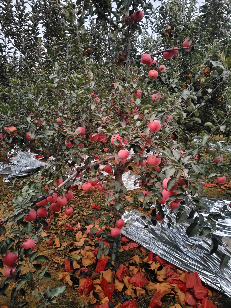 精品红富士苹果