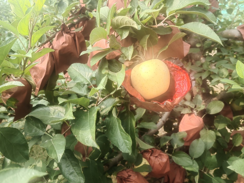 维纳斯黄金苹果