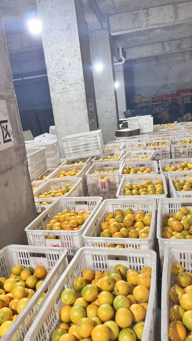 正宗湖南麻阳冰糖橙产地直采，支持一件代发