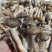 精品北风菌批发菌盖完整颜色纯正新鲜直达支持验货