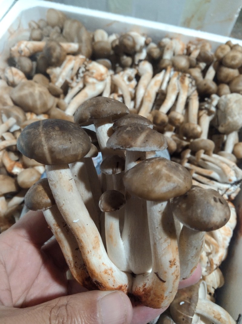 精品北风菌批发菌盖完整颜色纯正新鲜直达支持验货