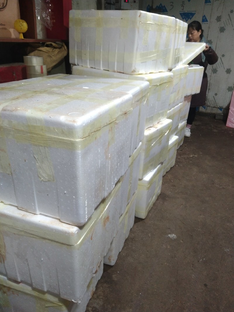 精品北风菌批发菌盖完整颜色纯正新鲜直达支持验货