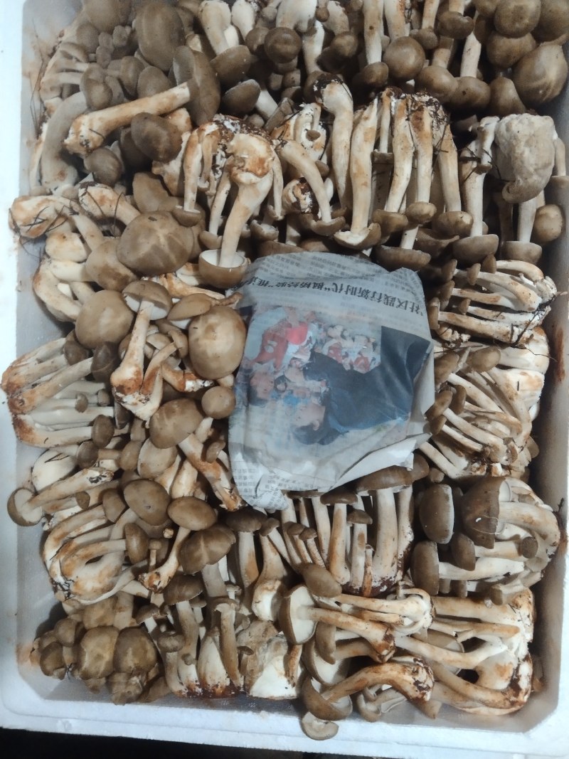 精品北风菌批发菌盖完整颜色纯正新鲜直达支持验货