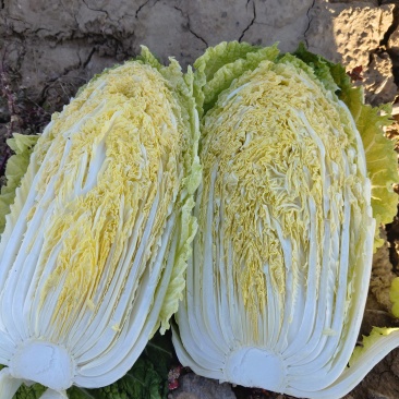山西忻州大量供应玲珑黄白菜