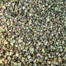 蒺藜青色蒺藜新货上市万信药业只做保真药材