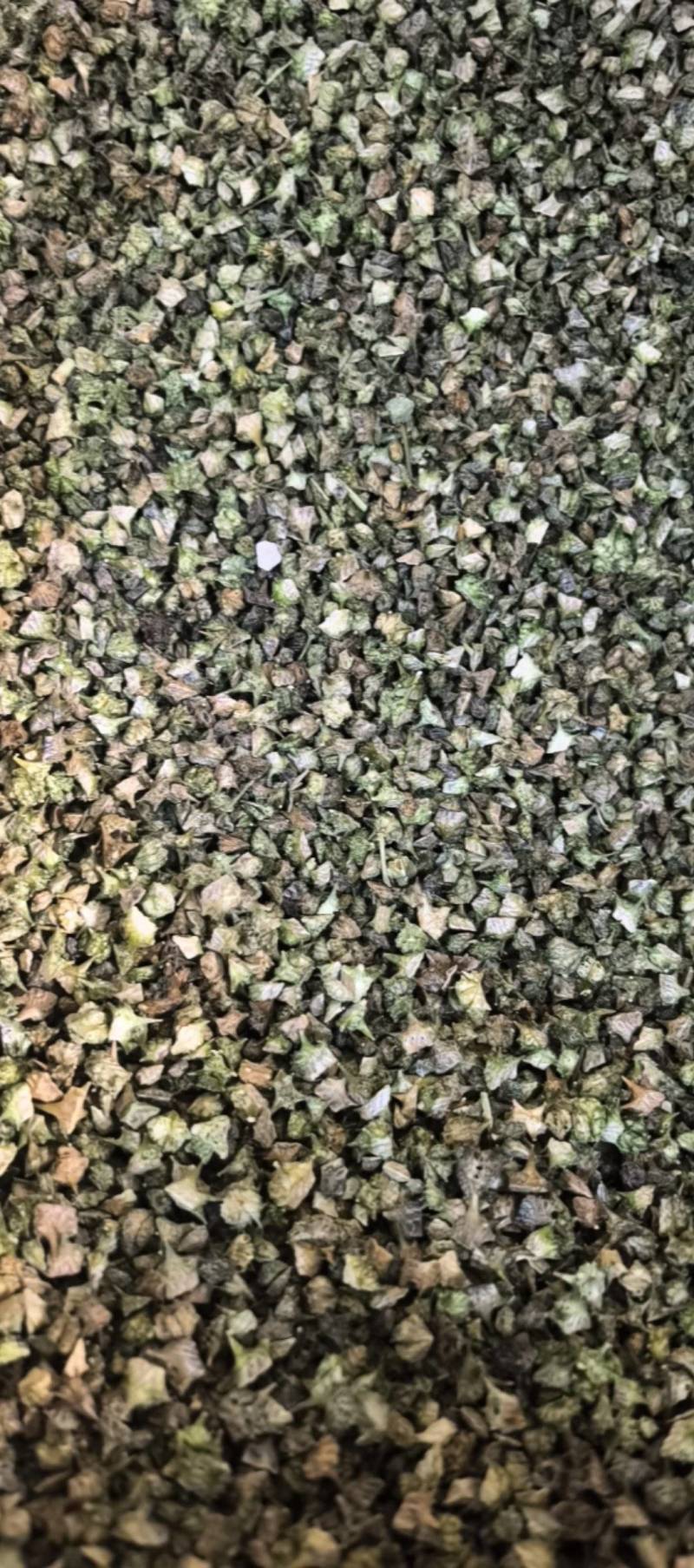 蒺藜青色蒺藜新货上市万信药业只做保真药材