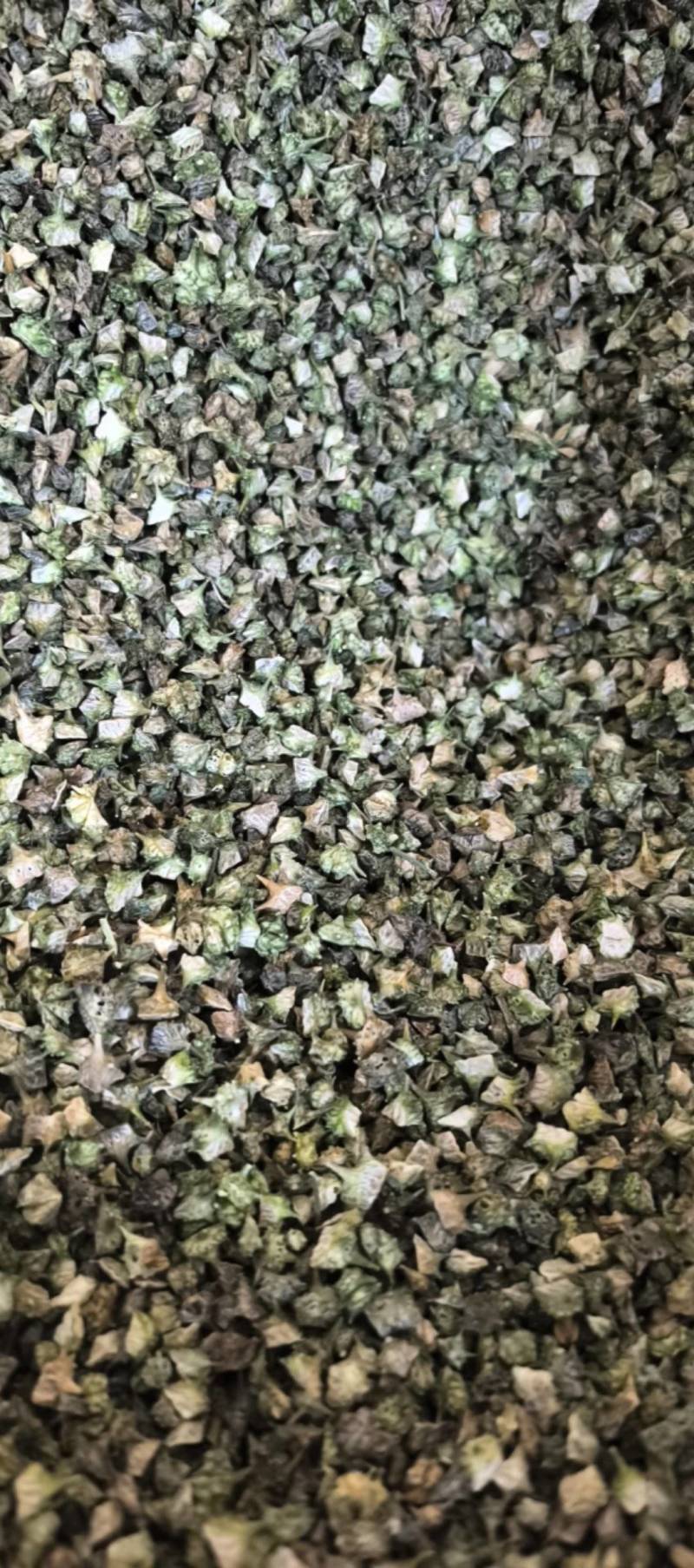 蒺藜青色蒺藜新货上市万信药业只做保真药材