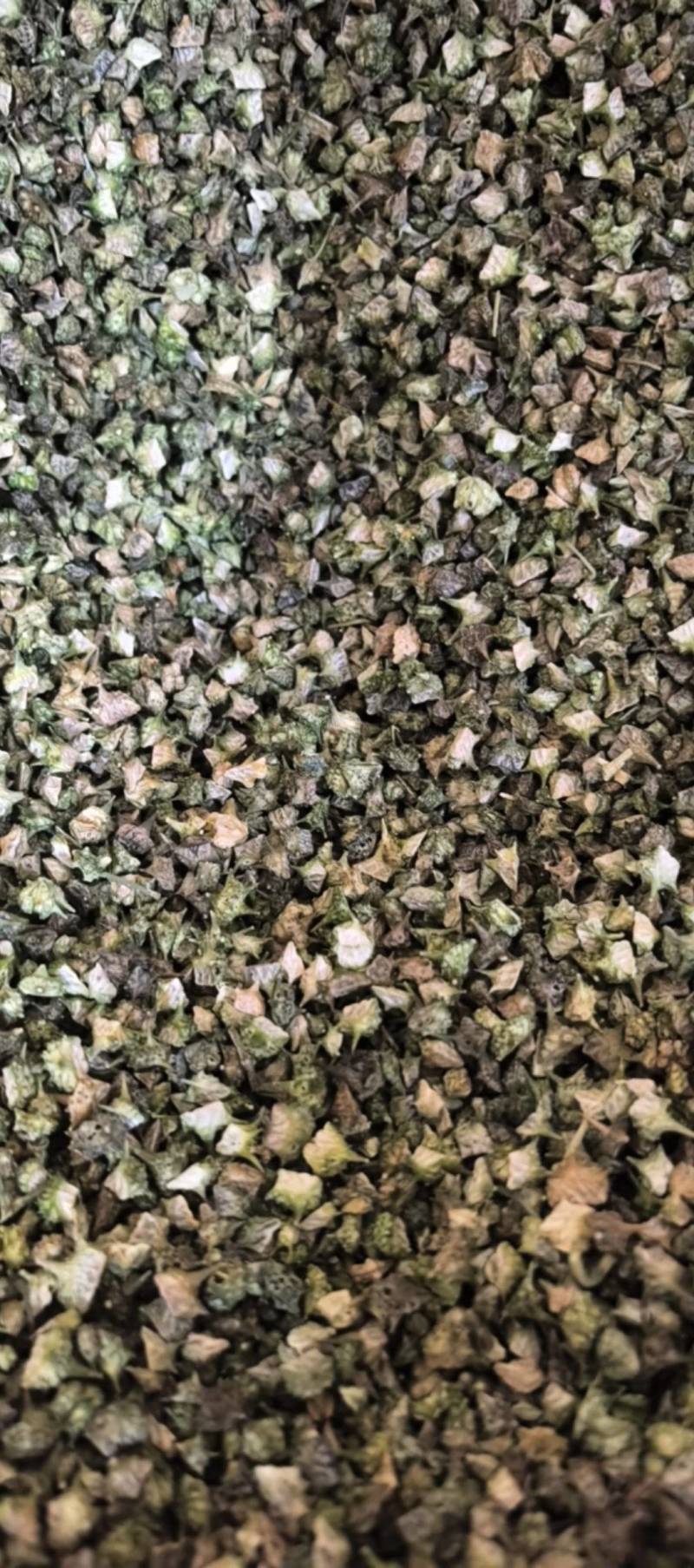 蒺藜青色蒺藜新货上市万信药业只做保真药材