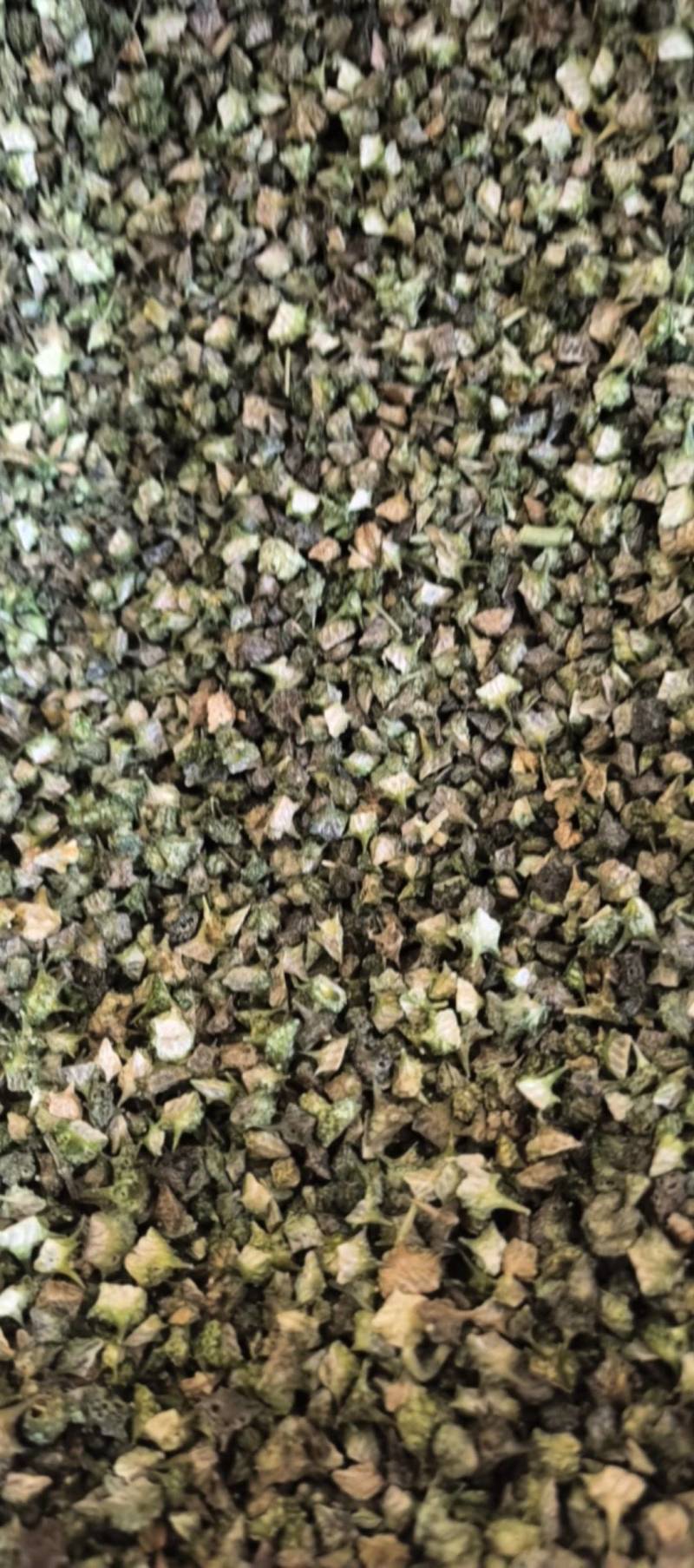 蒺藜青色蒺藜新货上市万信药业只做保真药材