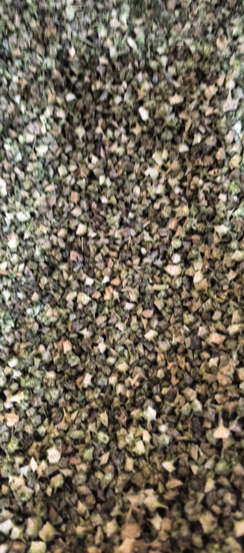蒺藜青色蒺藜新货上市万信药业只做保真药材