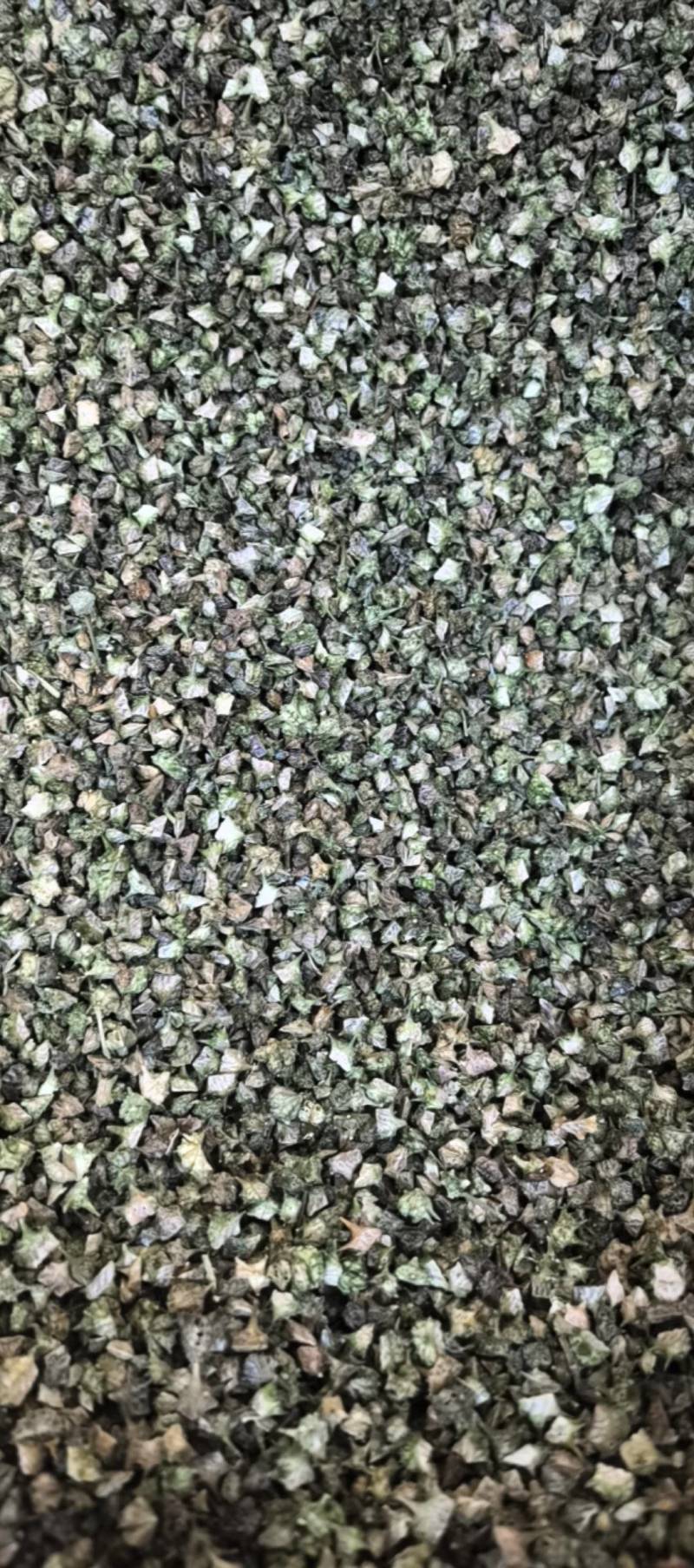 蒺藜青色蒺藜新货上市万信药业只做保真药材