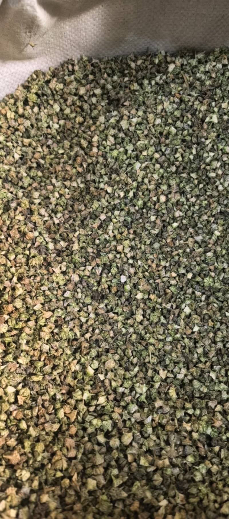 蒺藜青色蒺藜新货上市万信药业只做保真药材